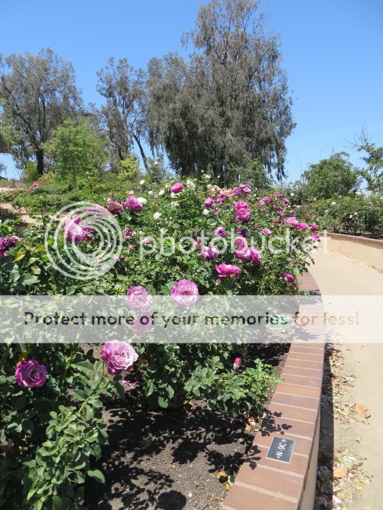 Moondance photo IMG_0575_zpsde2ed7f9.jpg